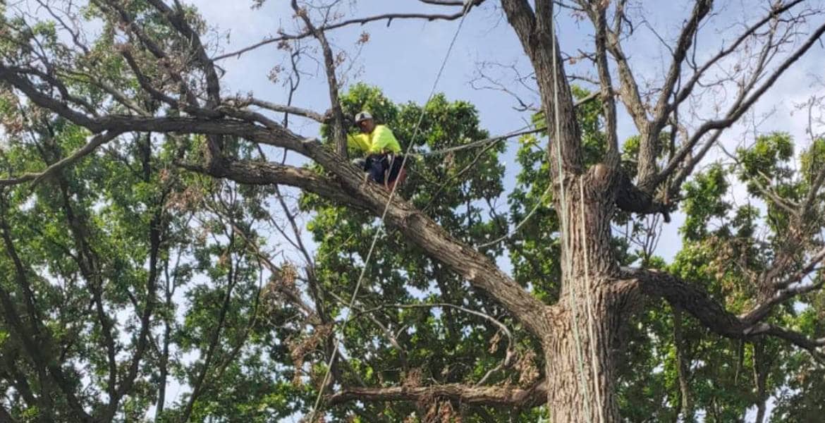 R&J Ozuna's Tree Service Co.